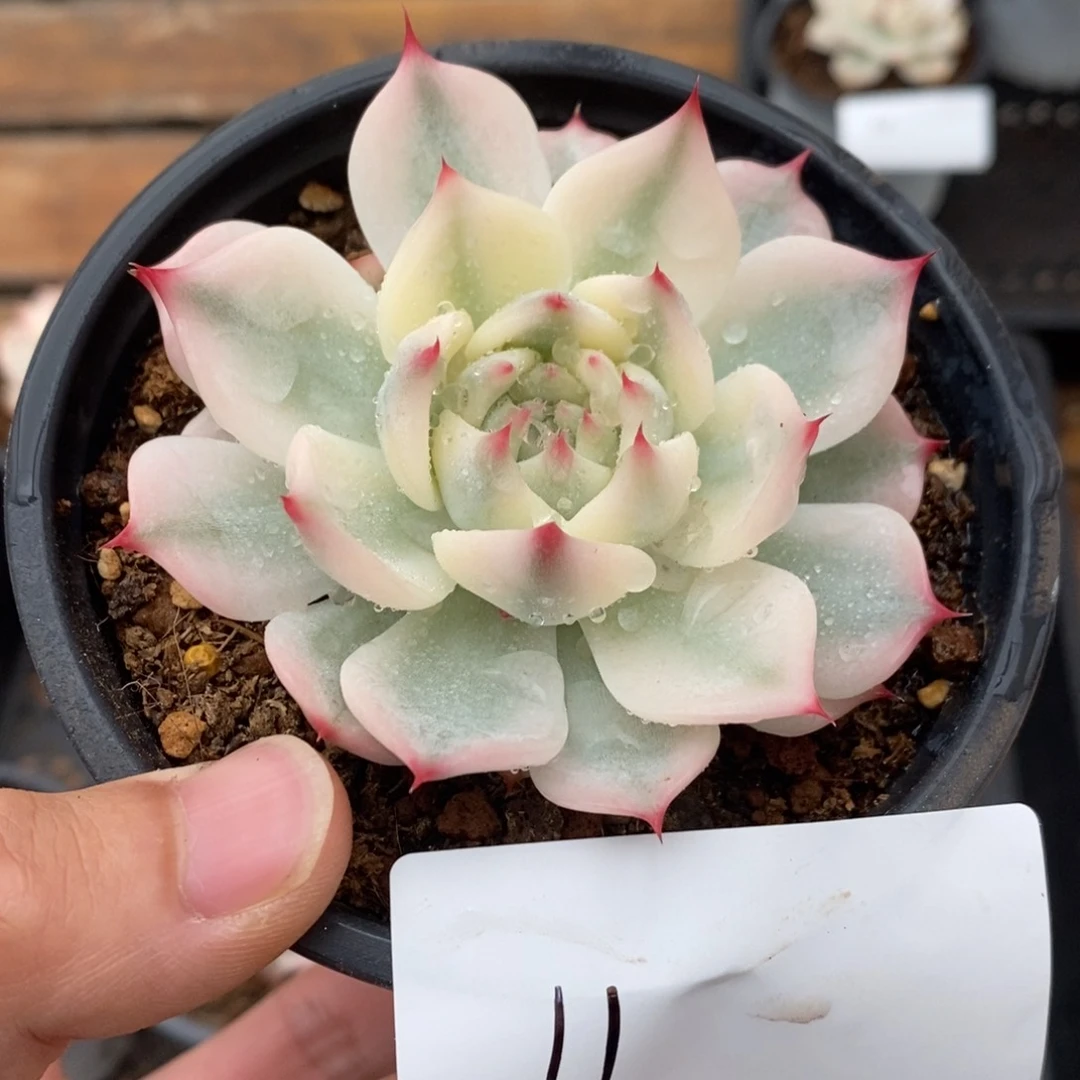 吉娃娃锦多肉植物11号