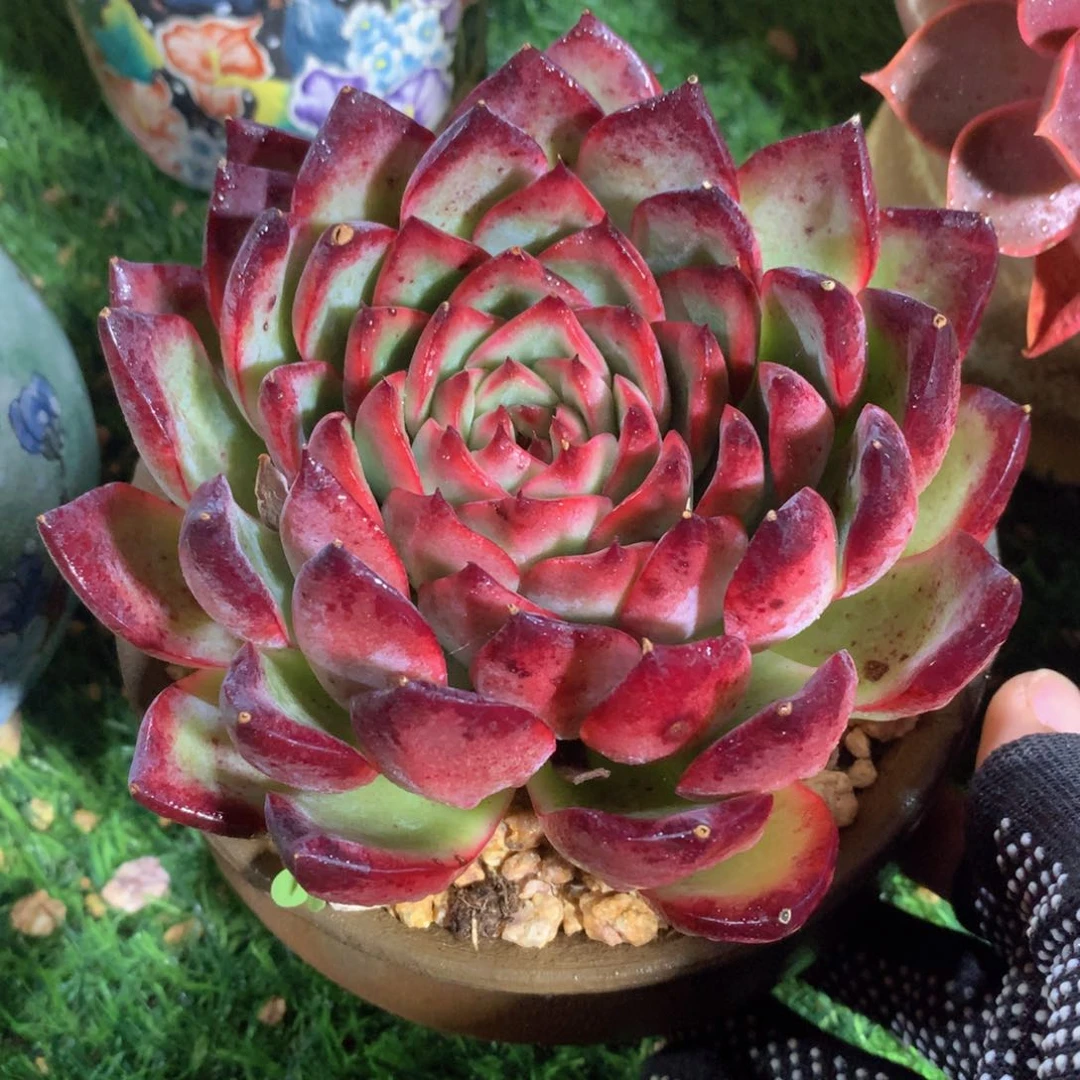 篝火12 公分一物一拍