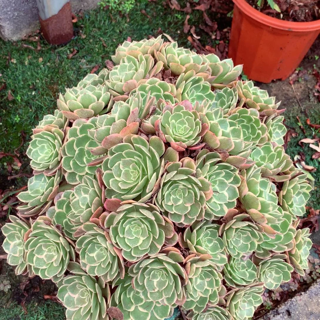 摘心朵朵粉花妖，多肉植物
