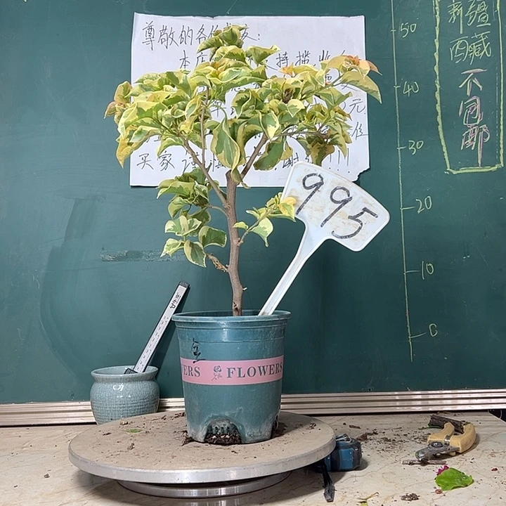 当前无花栽培后可以开花金边黄995