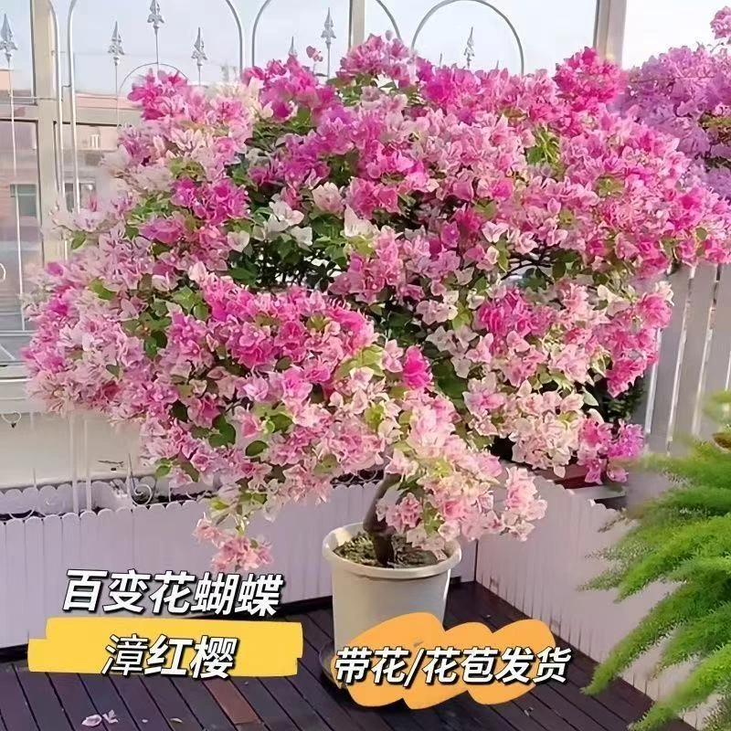 漳红樱四季勤花三角梅大老桩阳台庭院爬藤盆栽