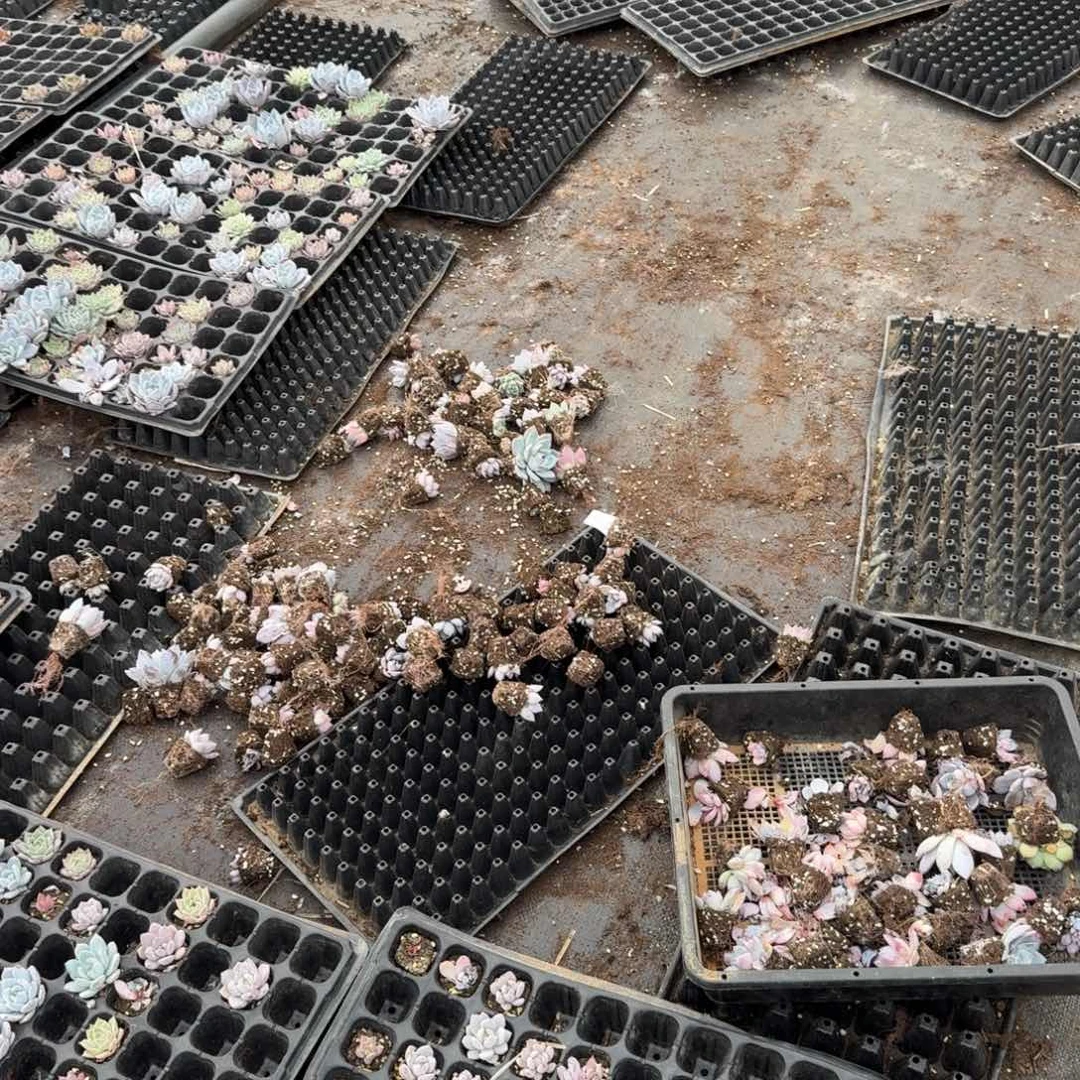7-25穴盘四十棵量拍混合穴盘左八