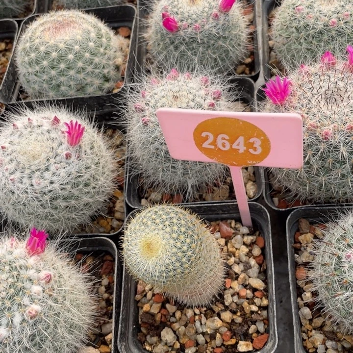 鸿***实生乳突2643000000