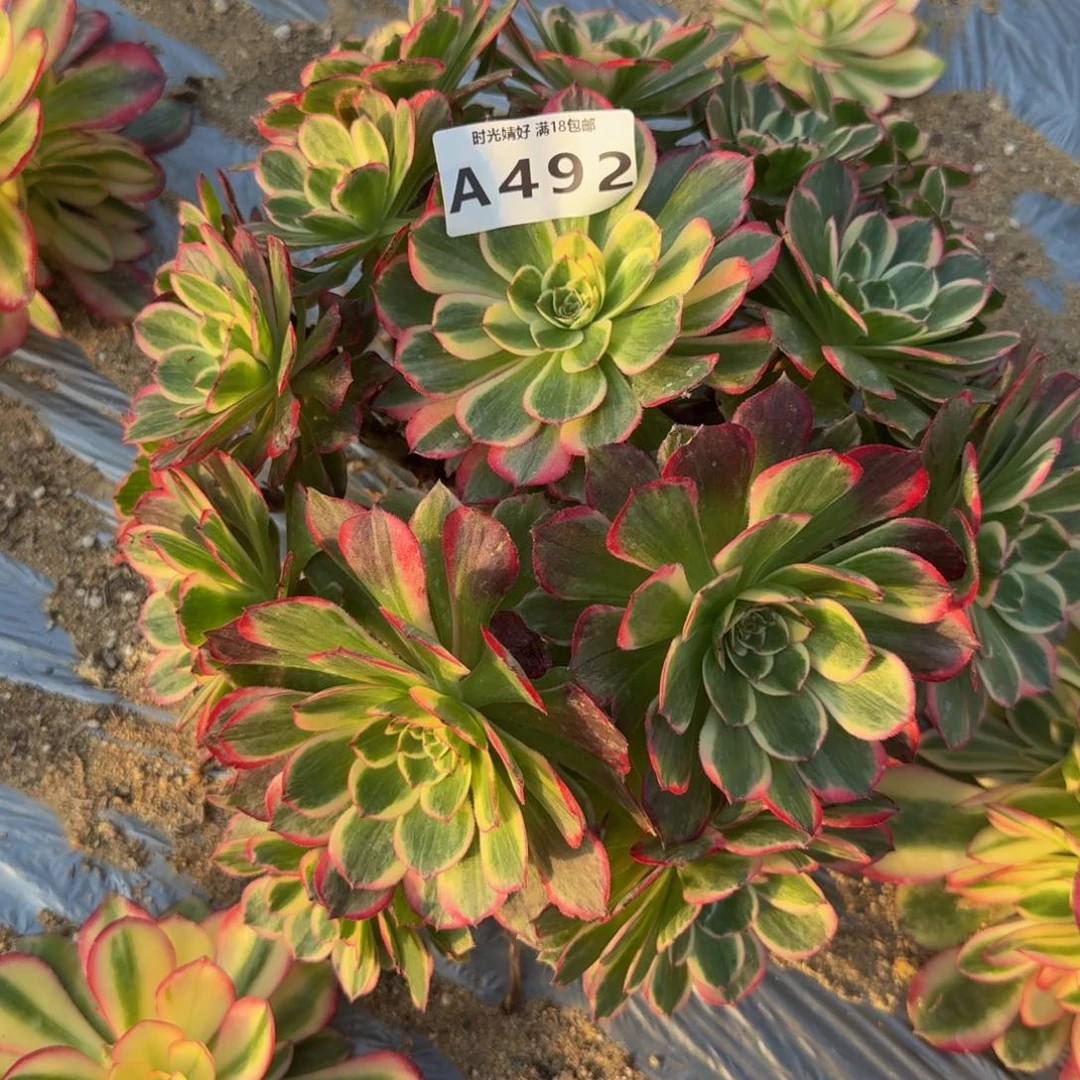 492万紫千红。多肉植物