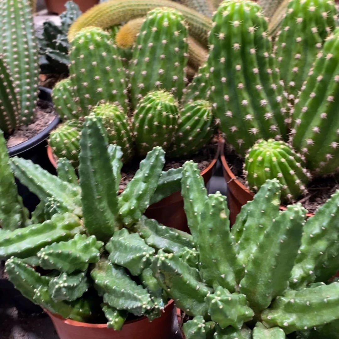 群生大杯红花桃太郎一杯