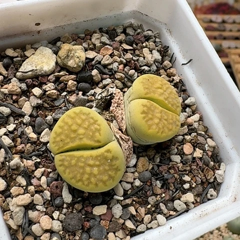 2789黄巴黎母本双头带盆土发货