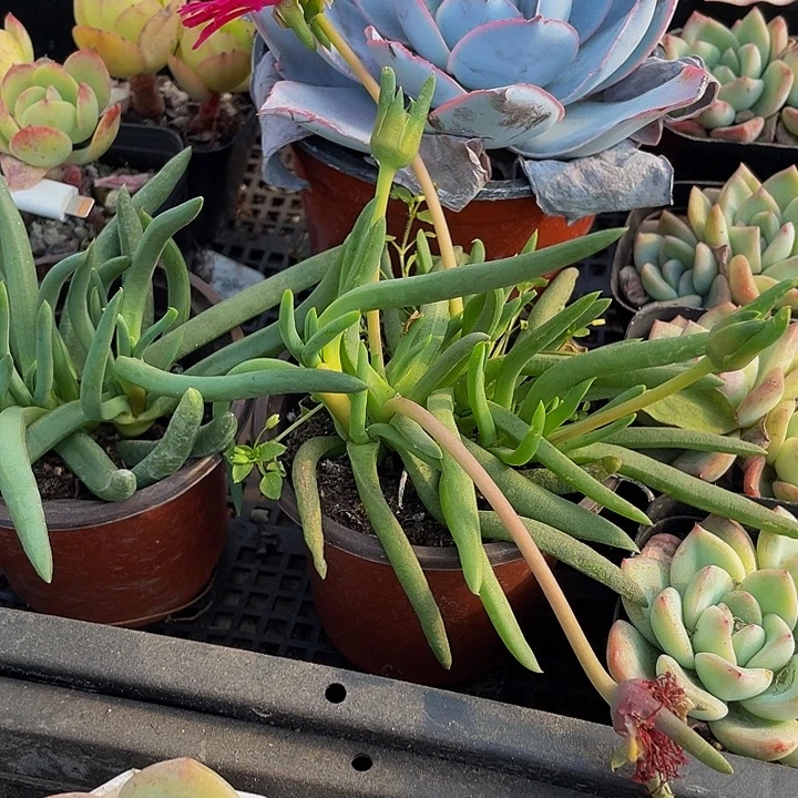 大奔龙带盆土发货