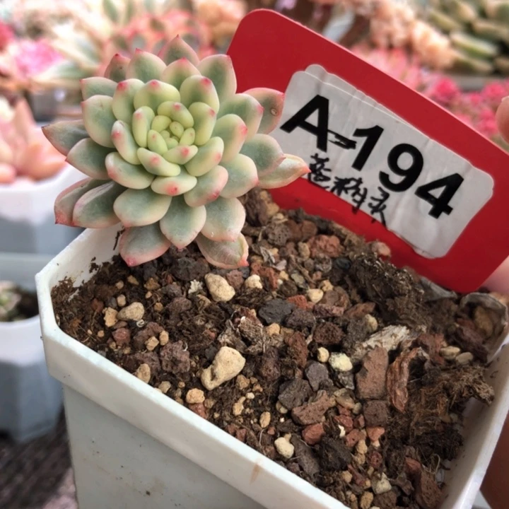 蓝精灵覆轮锦有根