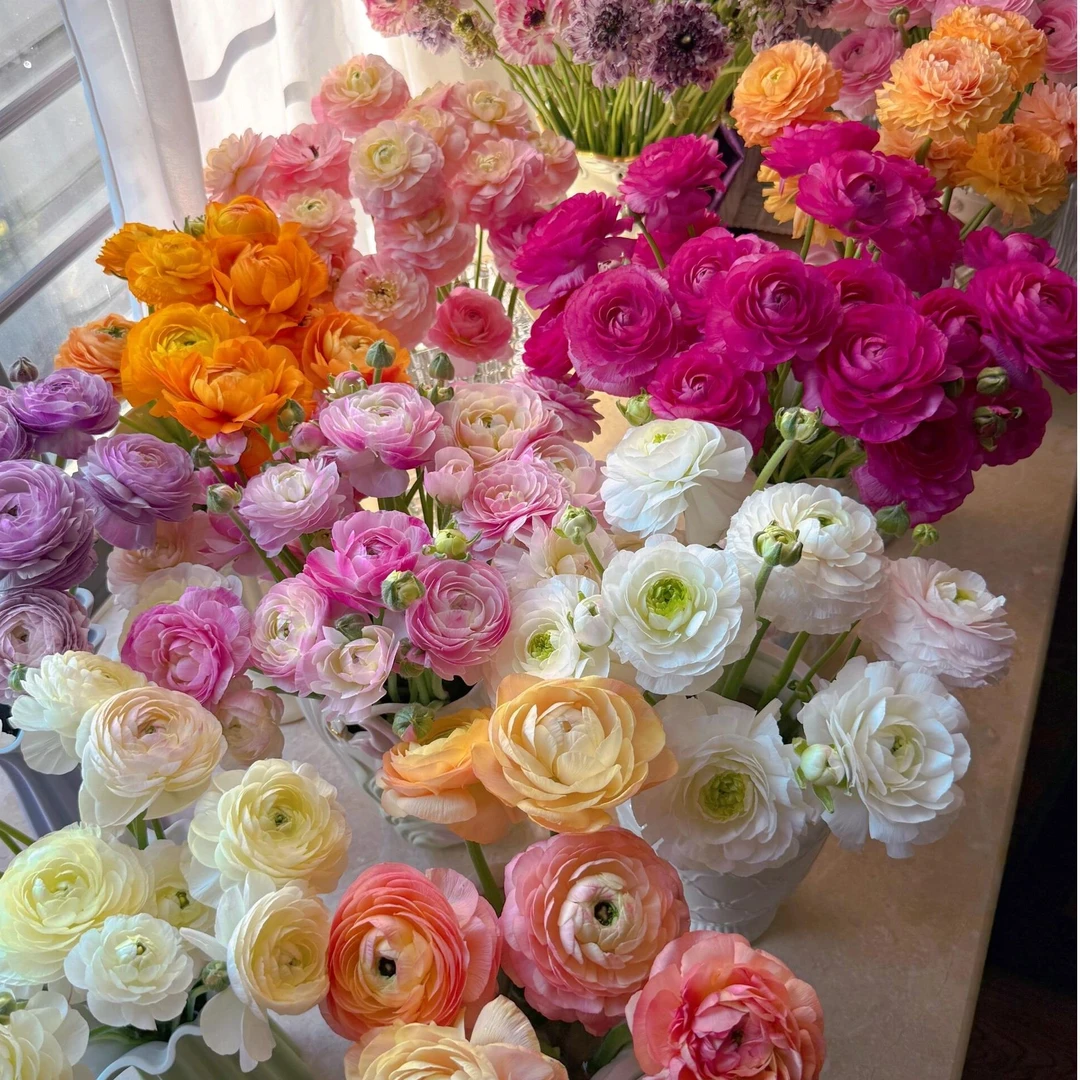【洋牡丹】洋牡丹鲜花  水养鲜切花  店铺两单（顺丰包邮）