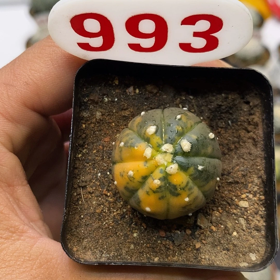 993福利特价啦福利