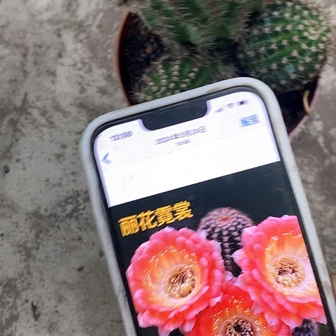 尼桑仙人球，高8公分左右