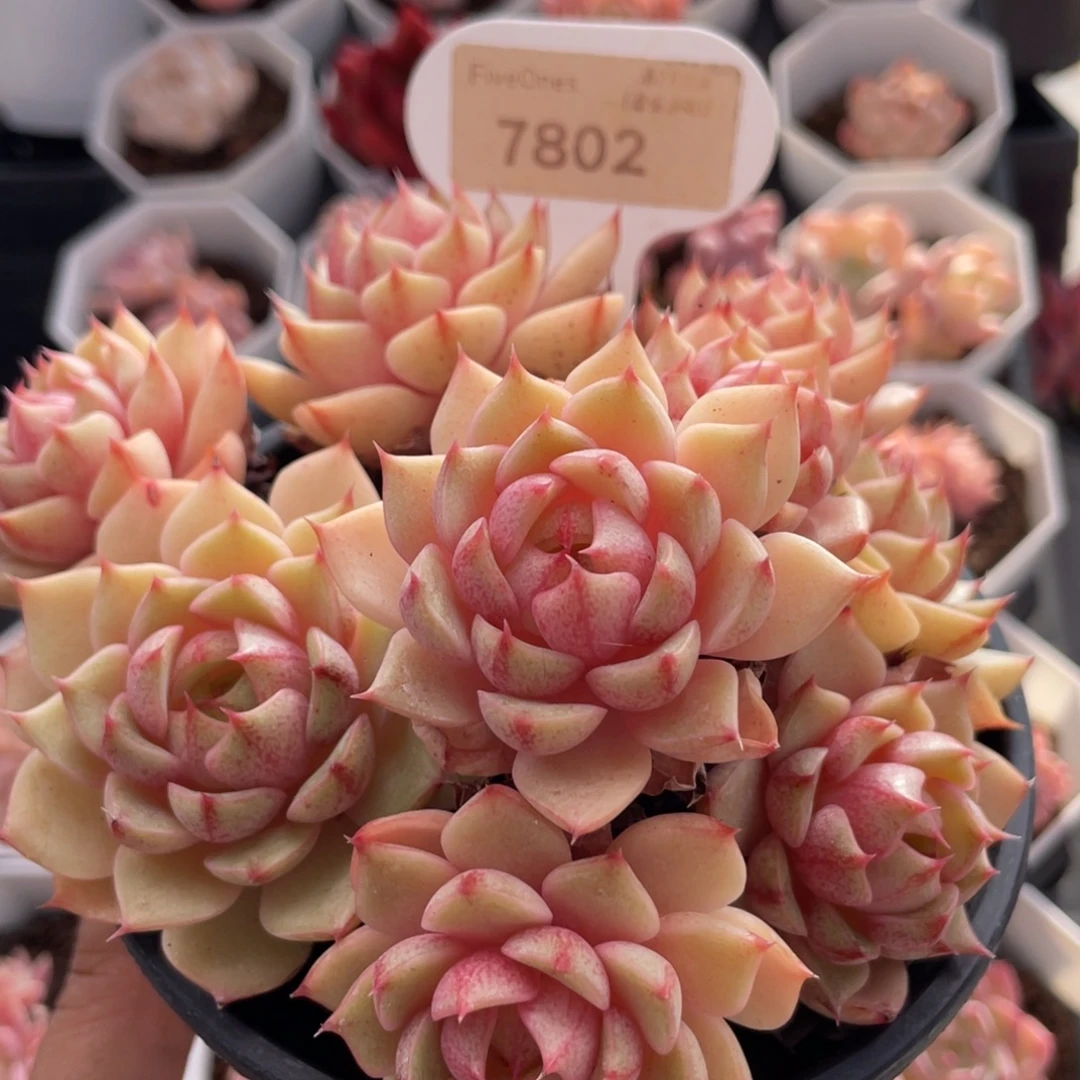 苯巴蒂斯7802-13.0厘米