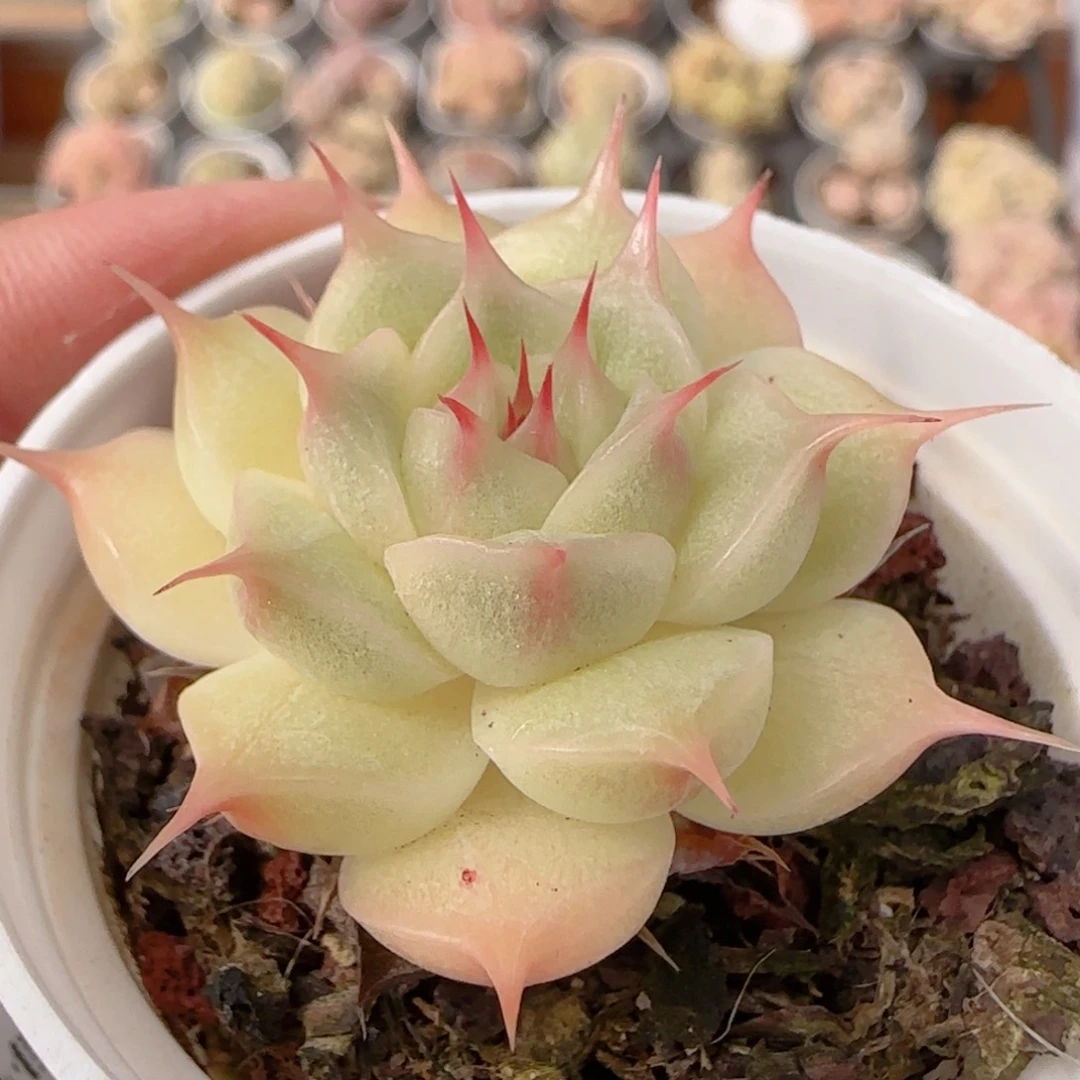 花语多肉0104-209海胆麦秆