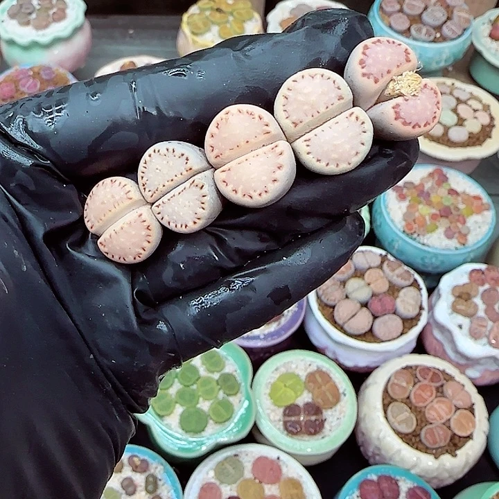 生石花满18包邮1223-15