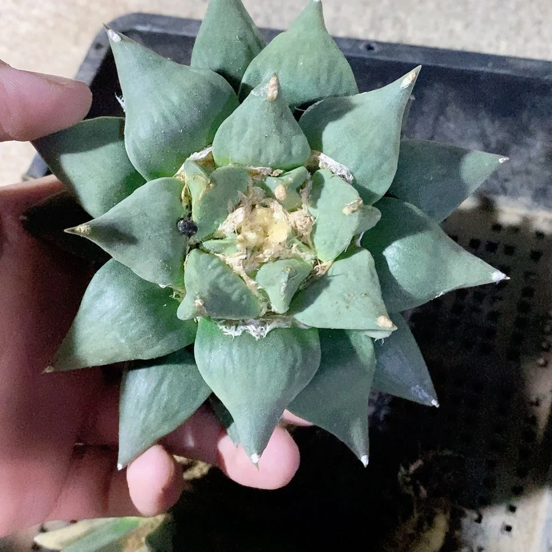 实生精品牡丹岩 品相自观如图