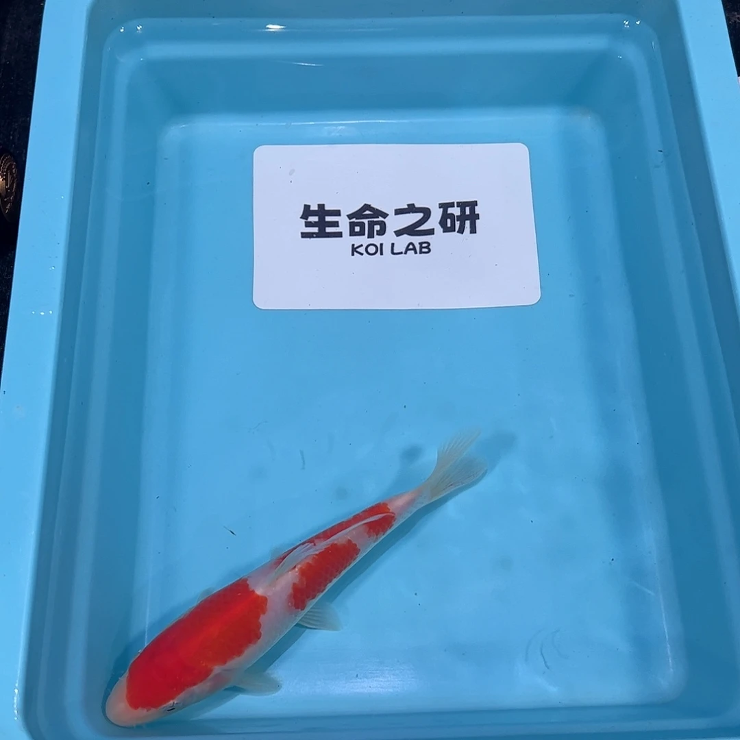 锦鲤血统锦鲤观赏鱼