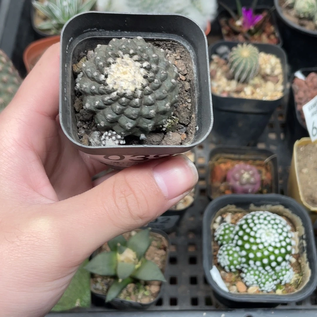 39墨蝶（满18包邮）