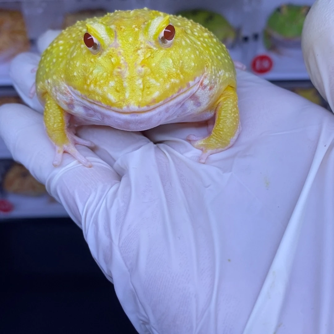 角蛙角蛙3-10cm闪购专享链接