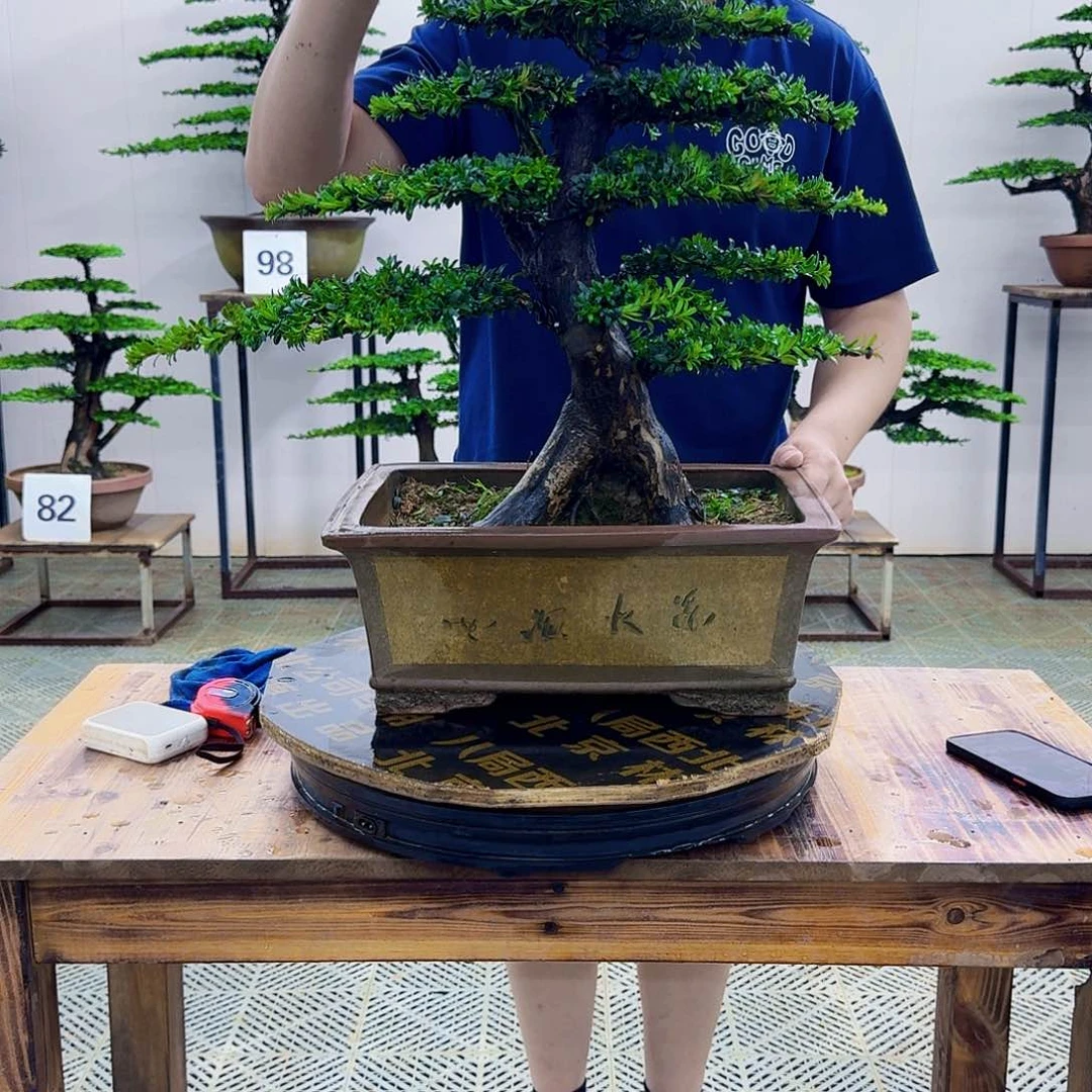 无花朵红芽罗汉松造型盆景