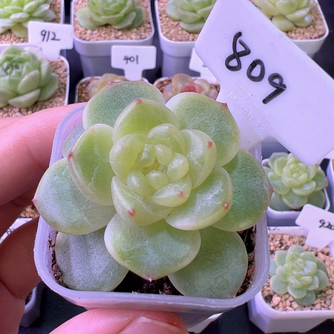 809号甜心628 晗雨多肉