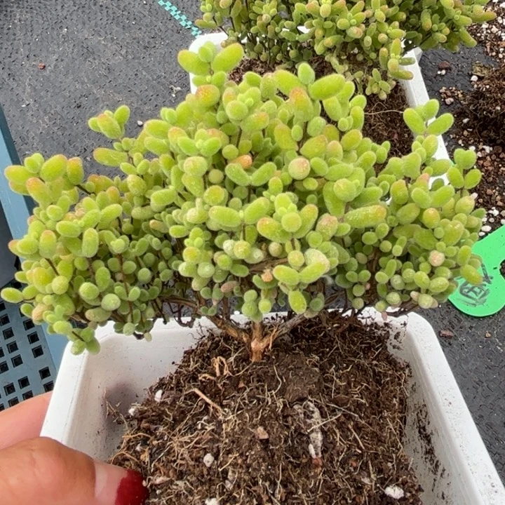 30蜜桔糖球优选枝干