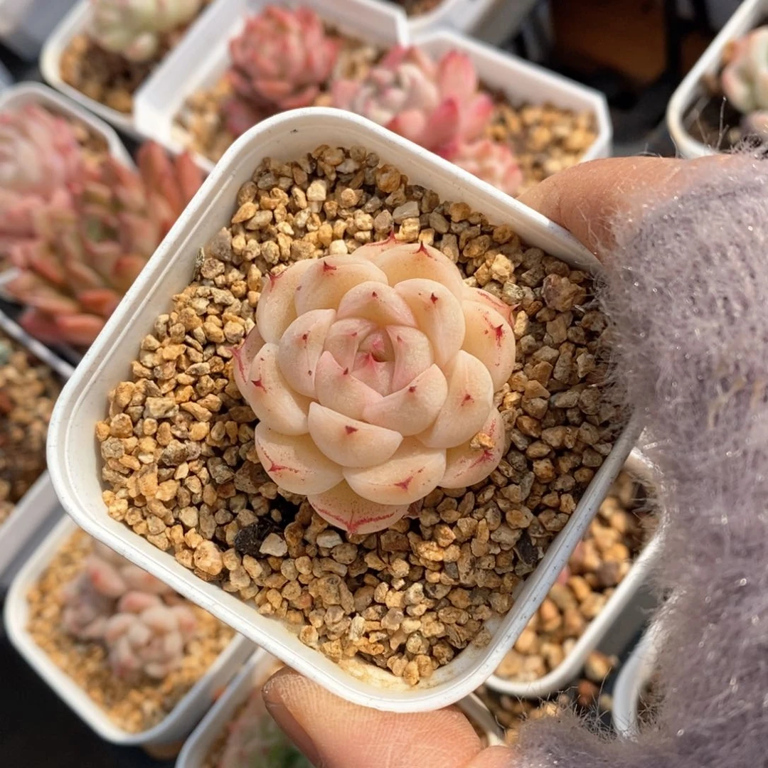 精品多肉一物拍不包整598