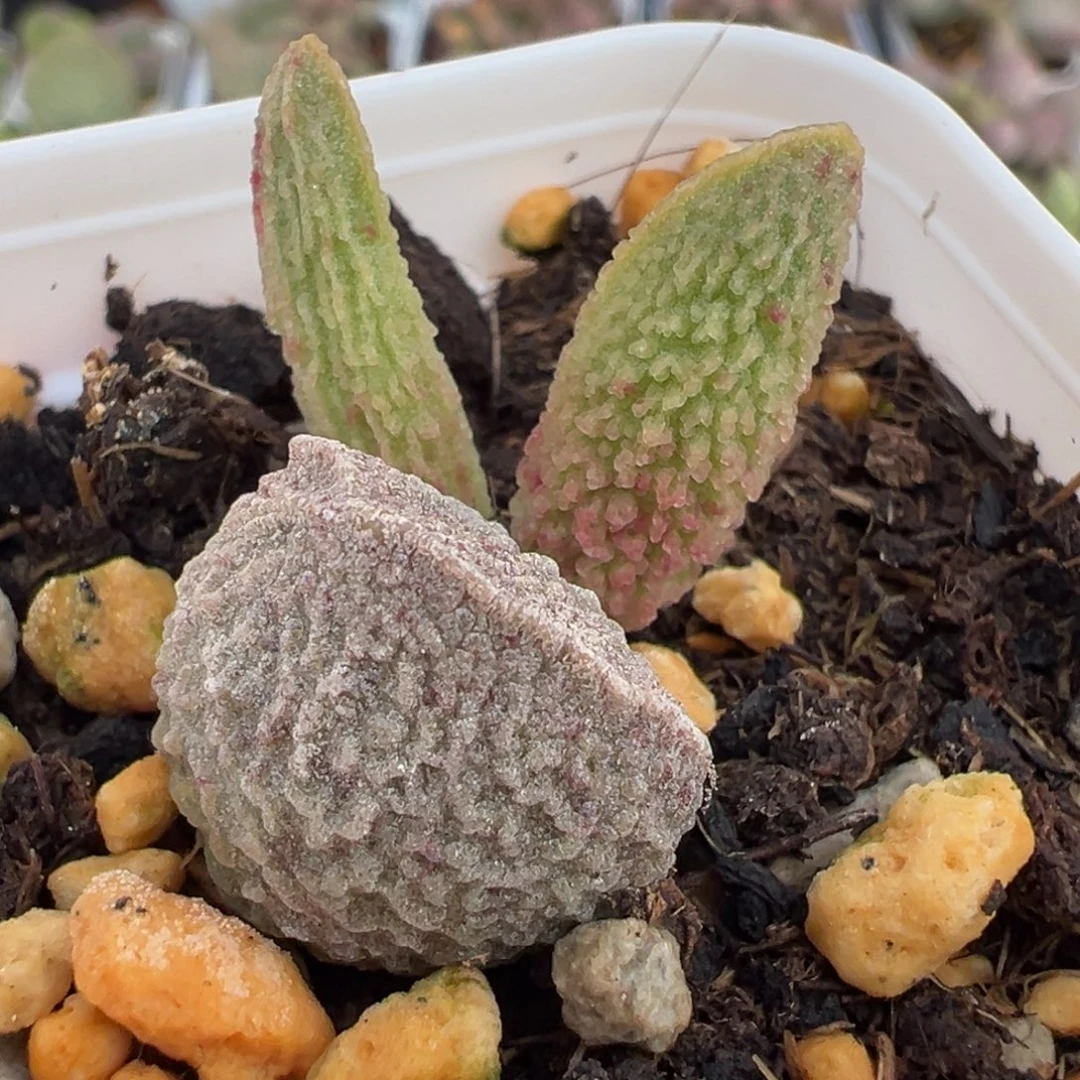 实生新品大苗多肉植物