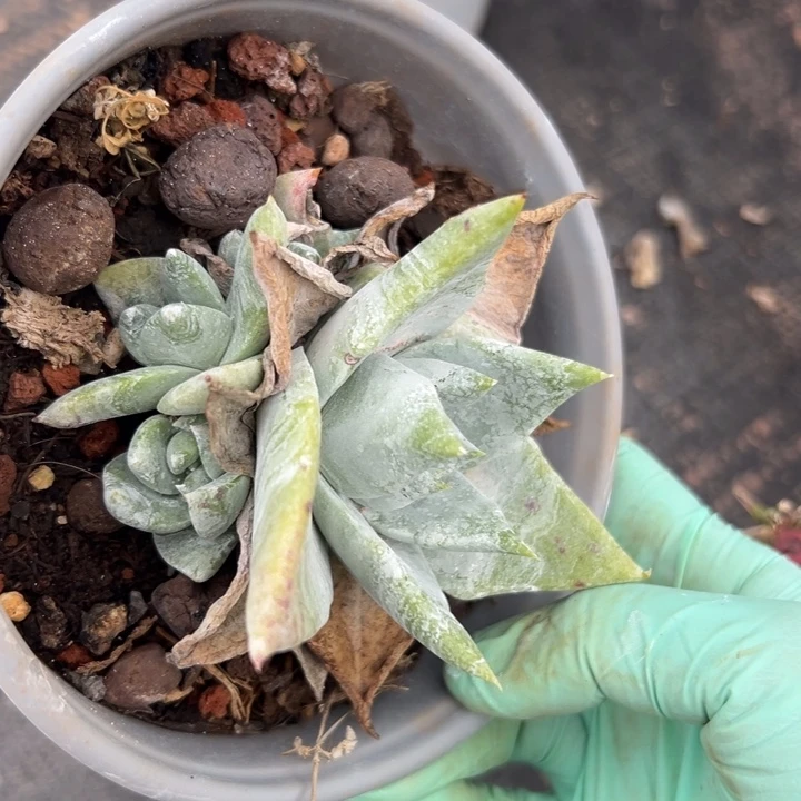 福利～一物一拍10974