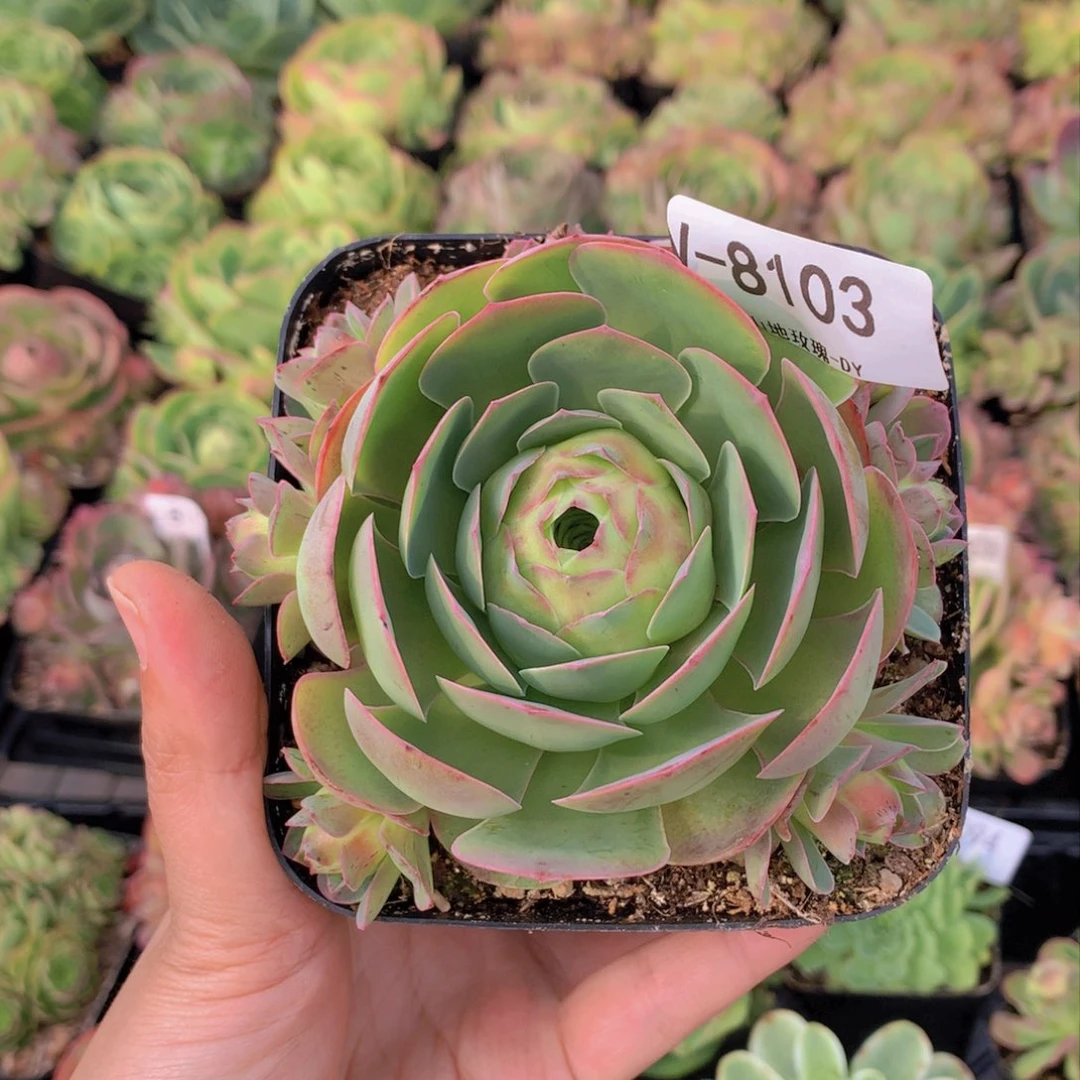 8103会掉侧芽h h b