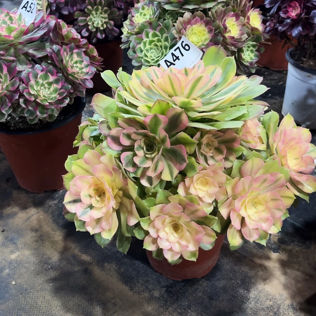 多肉植物红袖476多肉