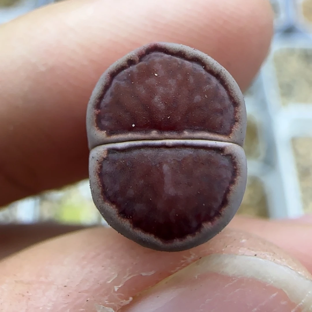 525稍有腿清框福利30包邮