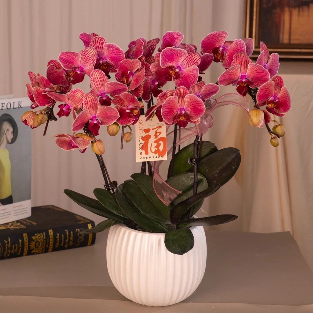 蝴蝶兰【钜宝柑橘】3.0寸杯  基地直发