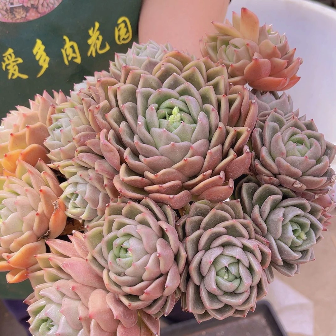 ?****?白玫瑰晴天姐