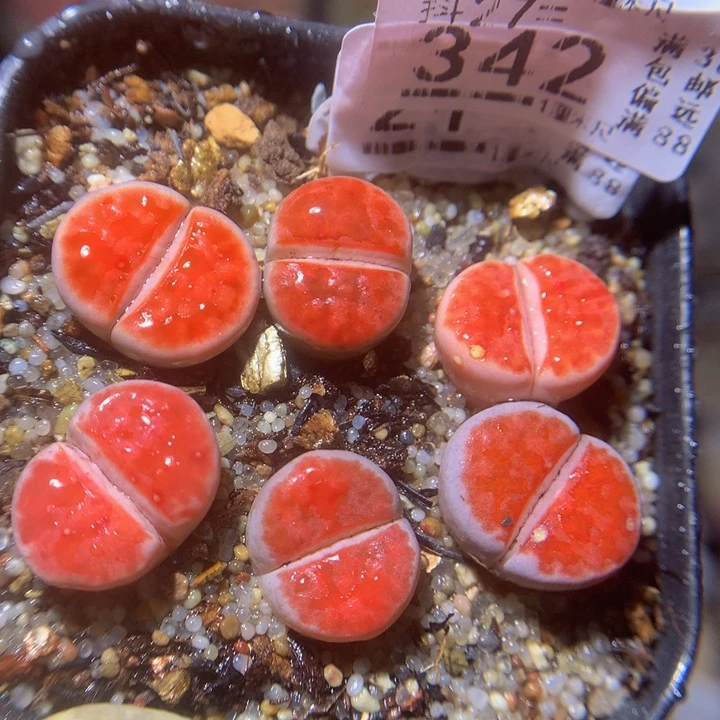 精品生石花27.342朱唇