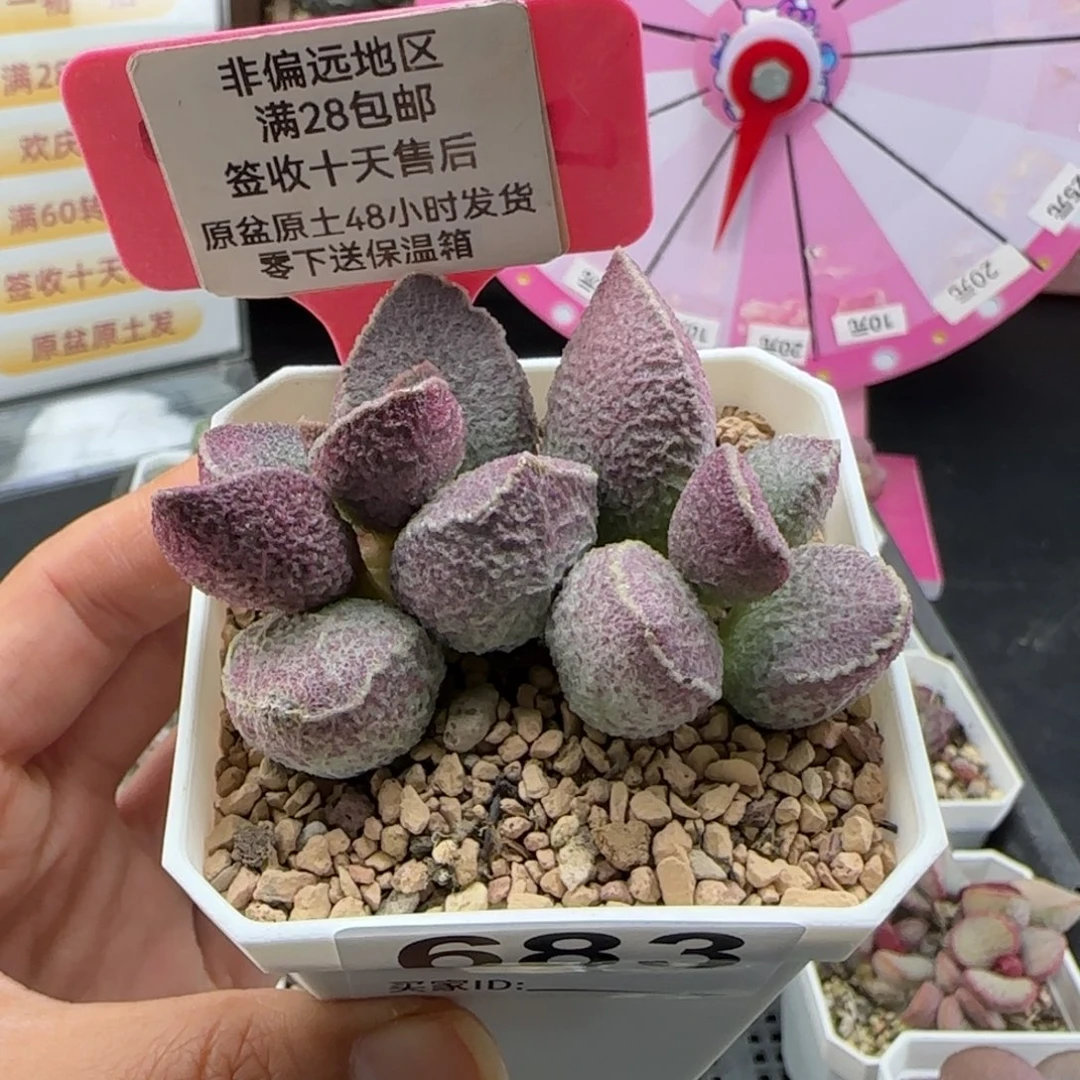 683哈莫猪肝多肉植物