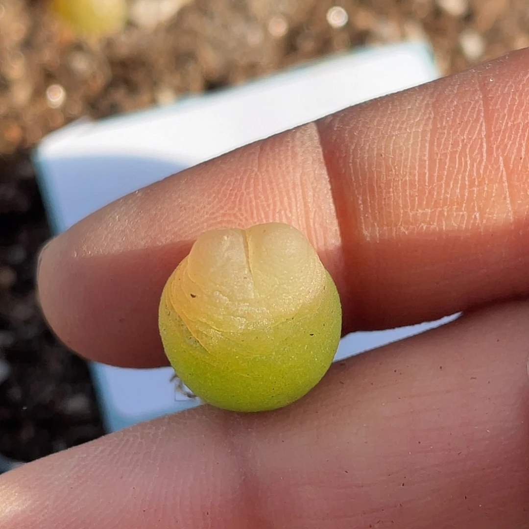 13-73拉登多肉植物