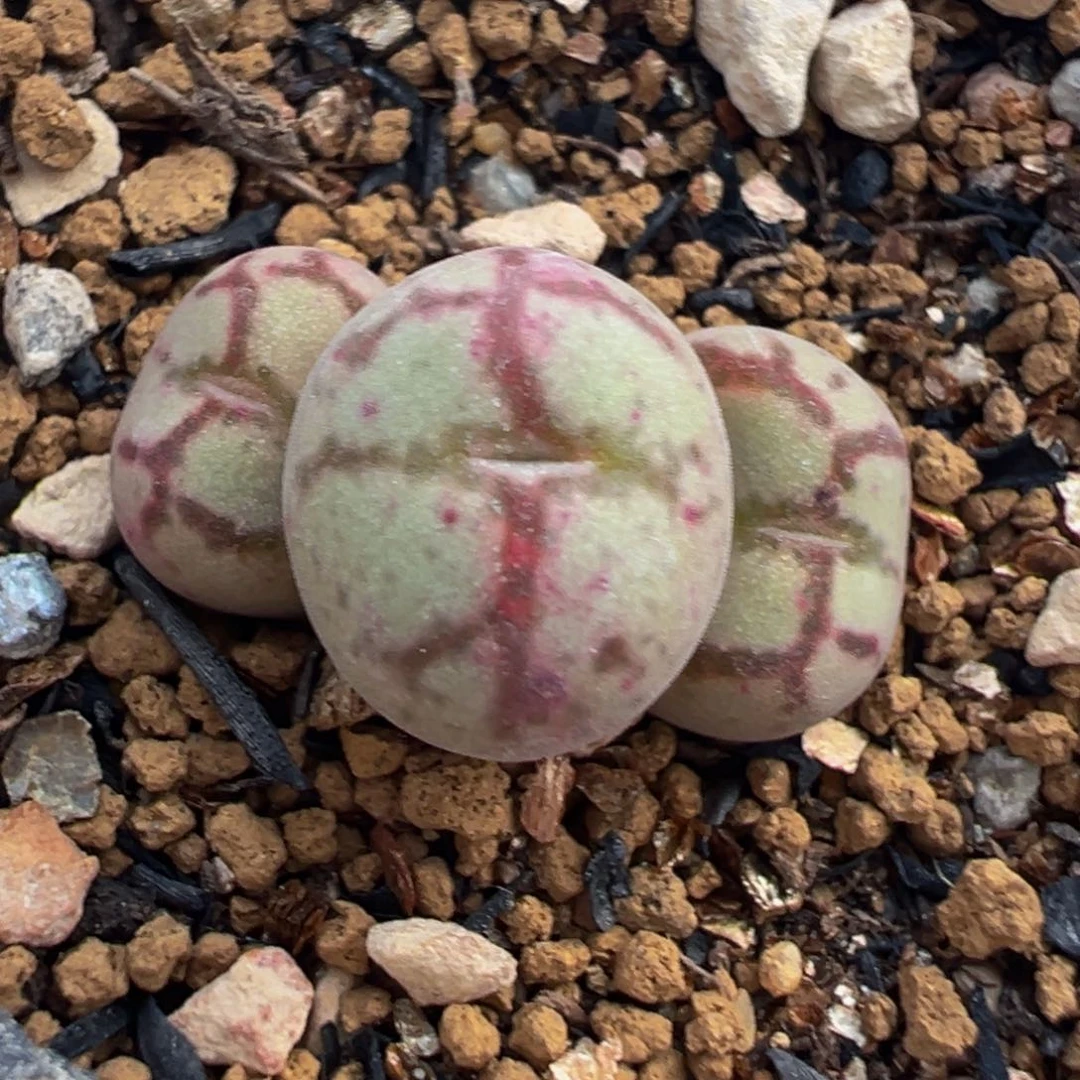 Ss1209猴脸群多肉植物