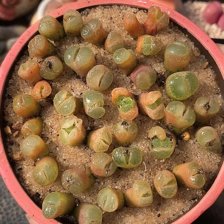 8598双头樱花一颗