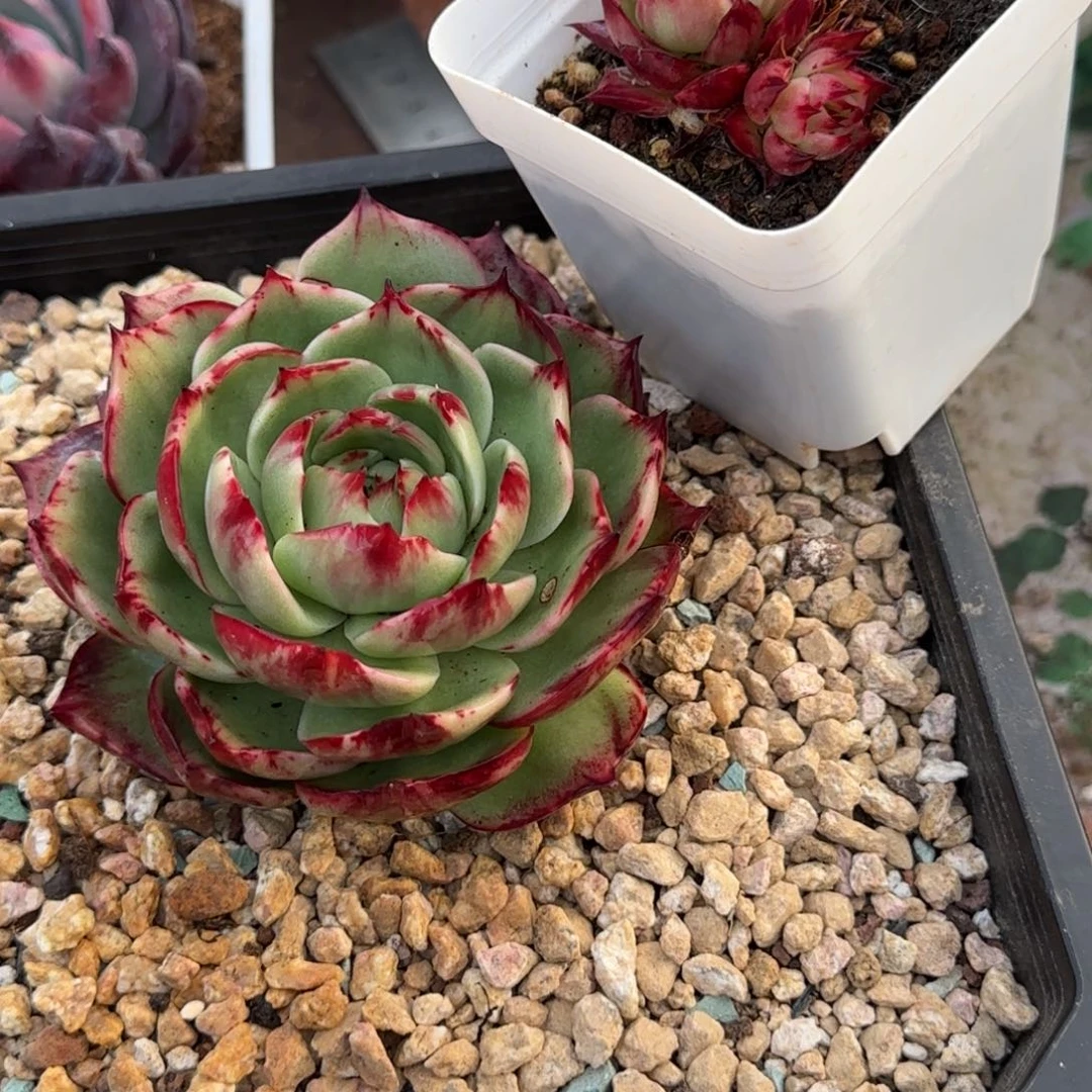 闲***?云南精品多肉1811