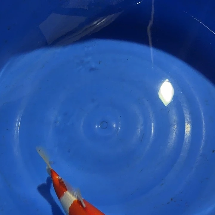 海水鱼红白专拍链接