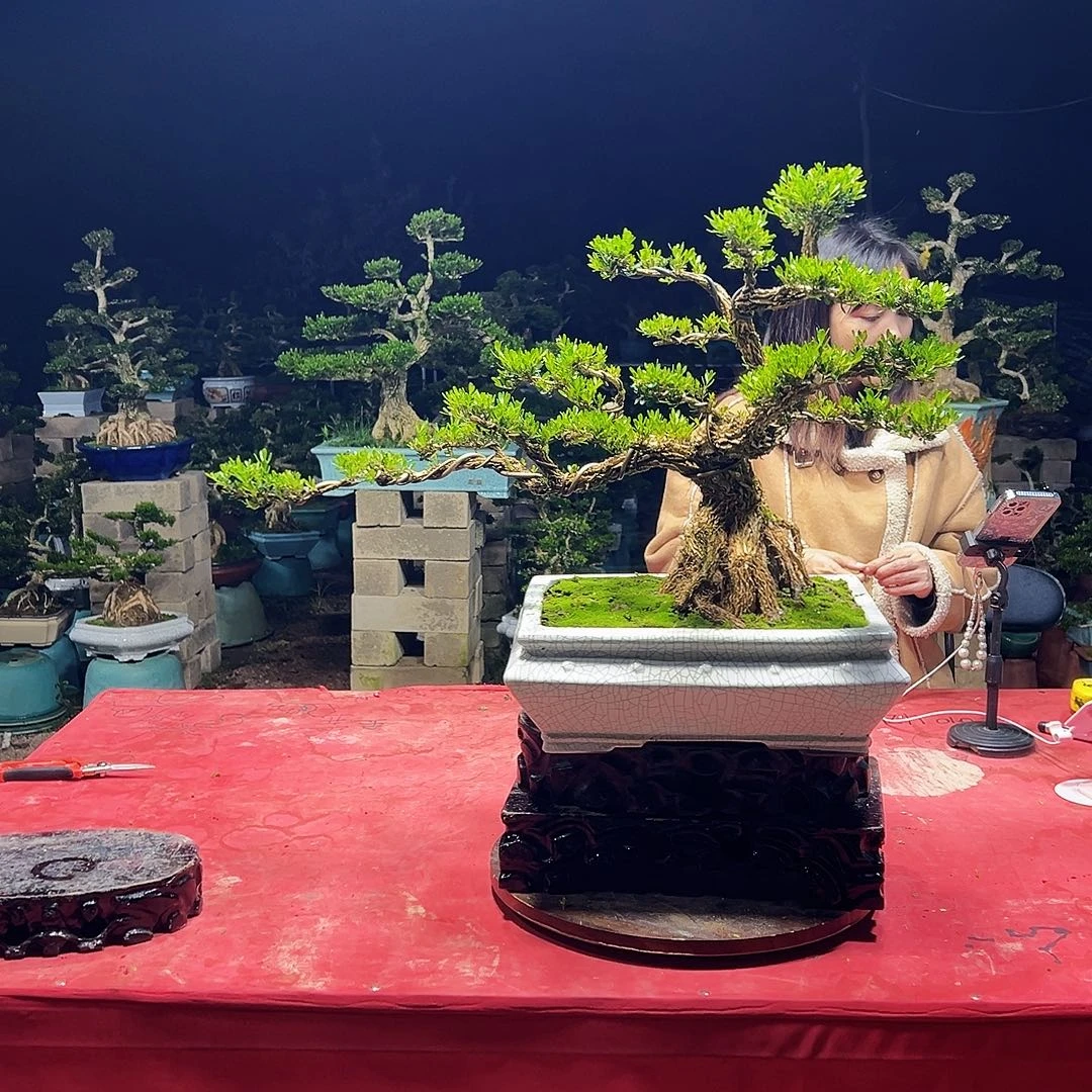 当前无花朵，栽培后可花朵