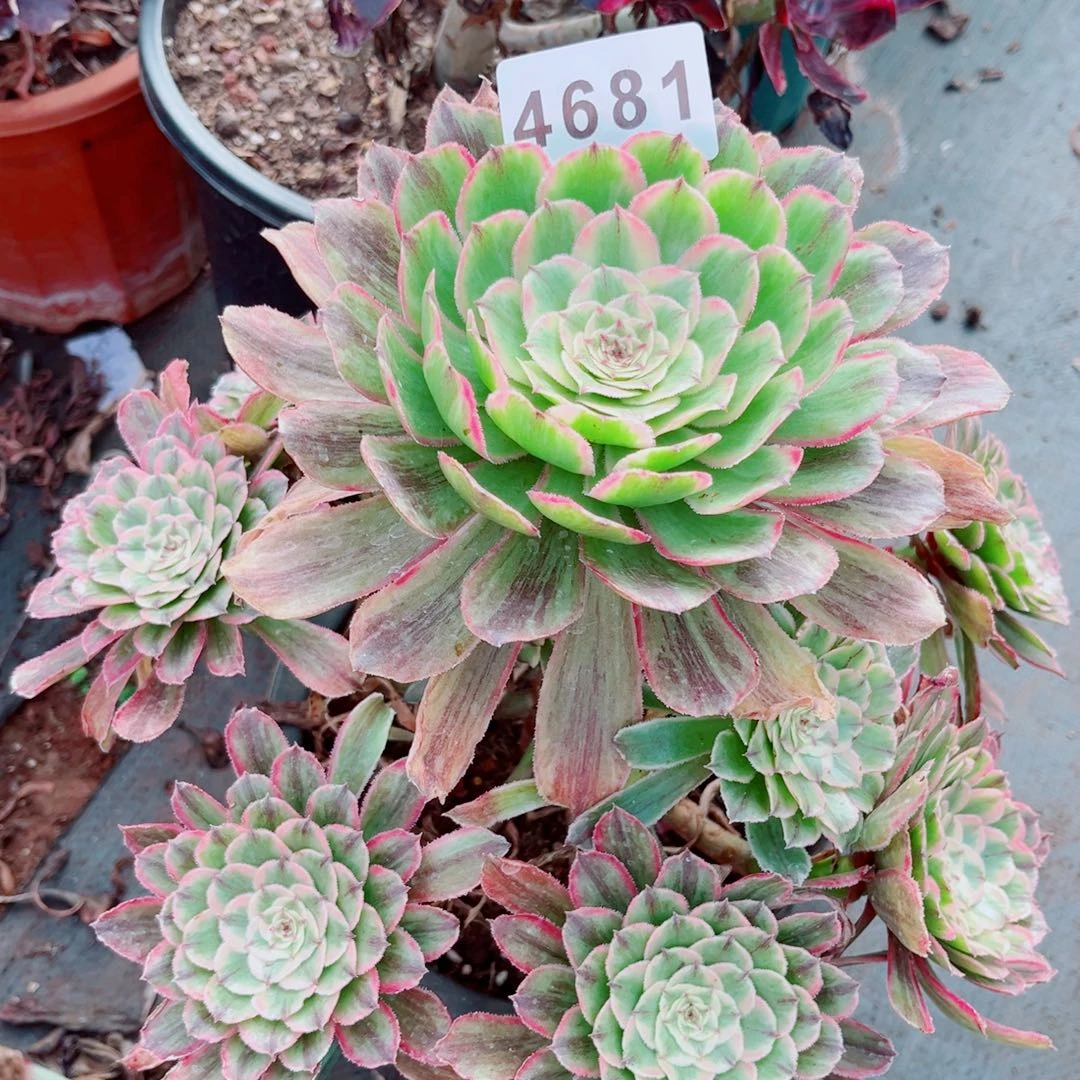 糖果粉黛多肉发货