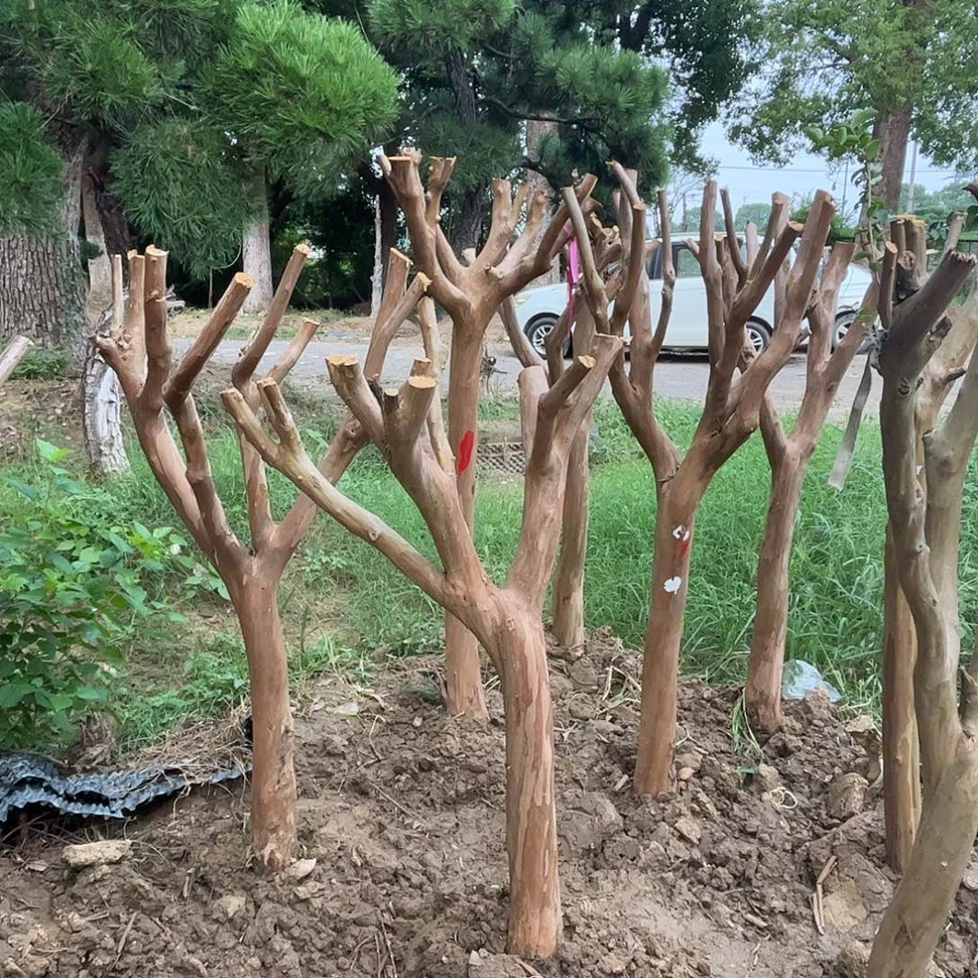 北***度当前无花栽培后可以开花