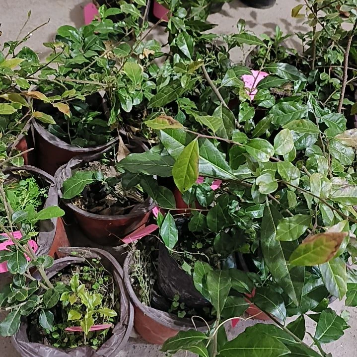 镇园红金弹子嫁接苗