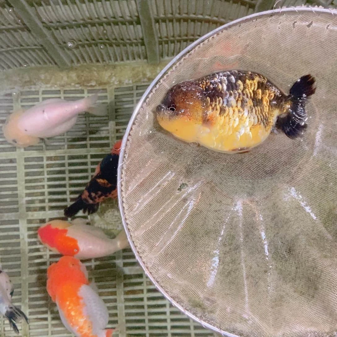 海水鱼永*落地包损包健康