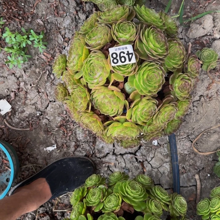 黑魔花29-51包邮花花