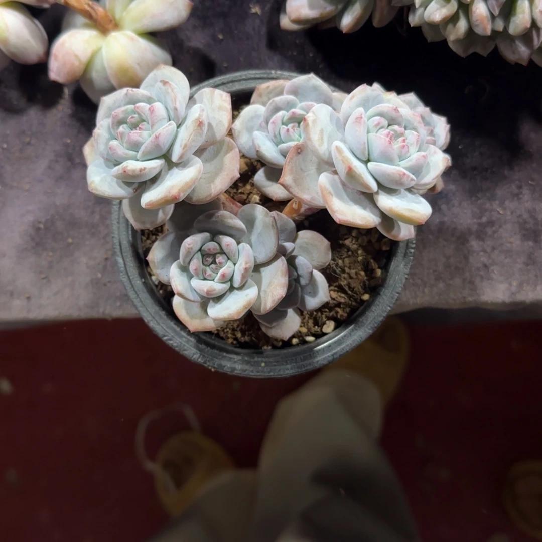 ❦***❧星影有砍一物一拍双11