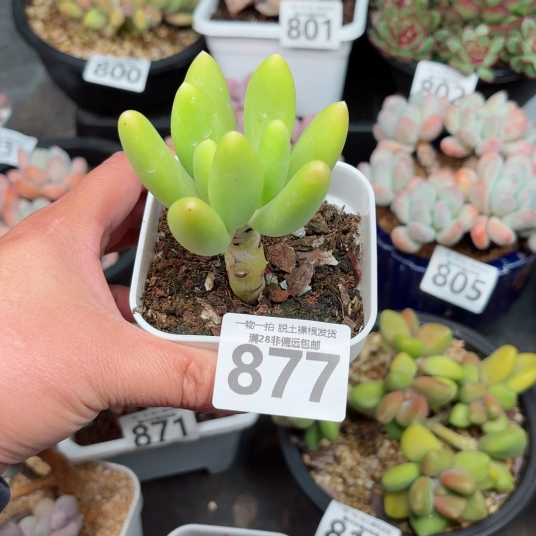 悬***马金蟾单头无盆土发货