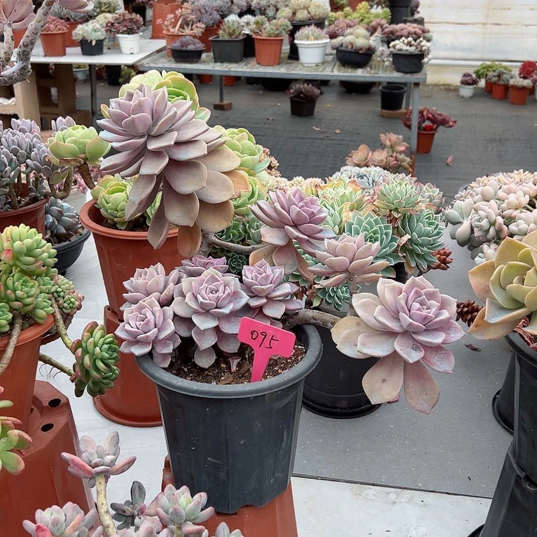 萌*儿095紫乐多肉