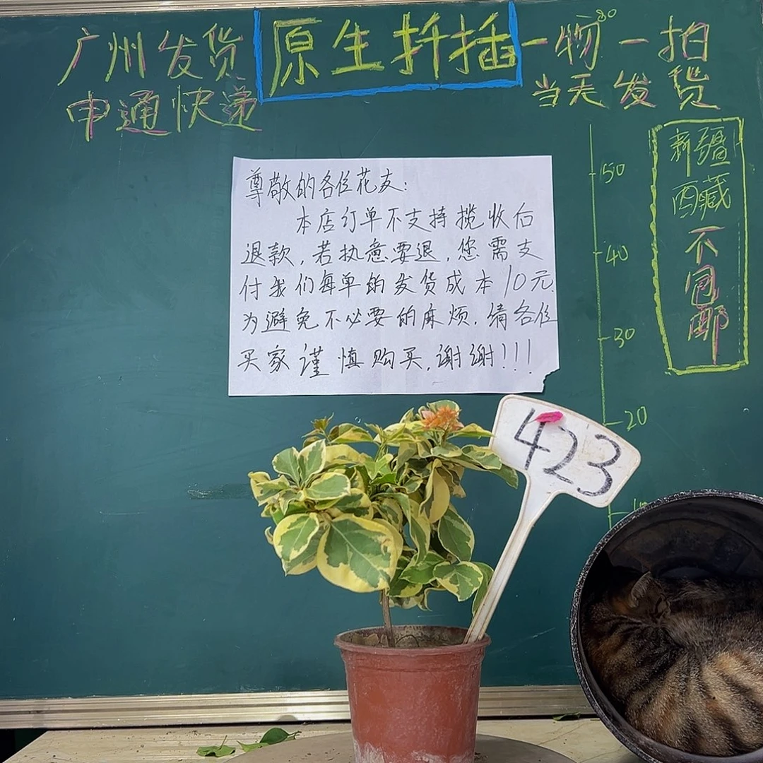 当前无花栽培后可以开花  福利 斑叶重瓣橙  423